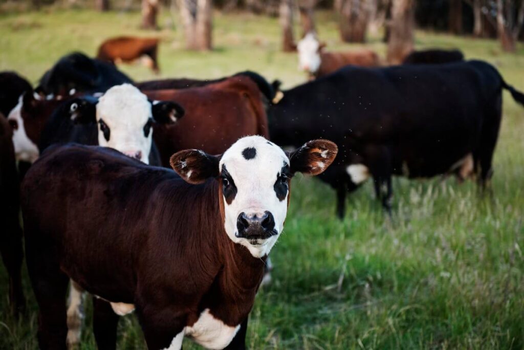 Cattle Supplements Recalled for Excess Zinc Levels